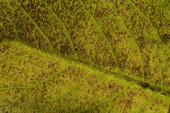 Обои картинки фото природа, листья, martin, dollenkamp