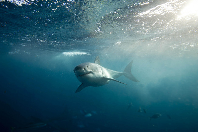 Обои картинки фото животные, акулы, акула, рыба, хищник, море, океан, вода, shark, подводный, обитатели, опасность, пасть, зубы, глубина