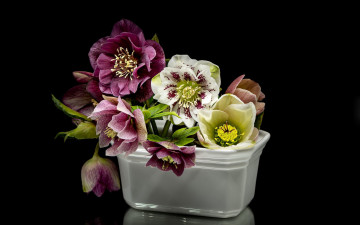 Картинка цветы геллеборус+ морозник разноцветный геллеборус букет