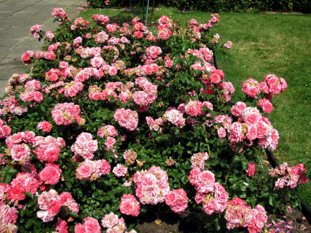 Обои картинки фото цветы, розы, розовые, клумба