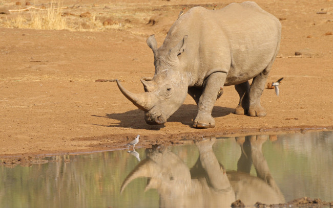 Обои картинки фото животные, носороги, носорог, озеро, птицы