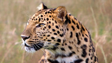 Картинка животные леопарды леопард голова