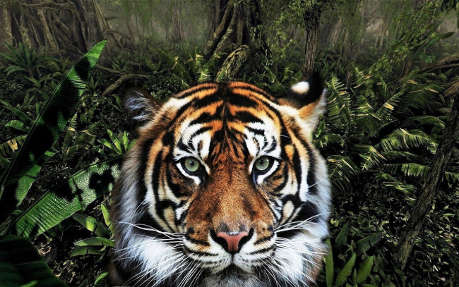 Обои картинки фото животные, тигры, тигр, джунгли