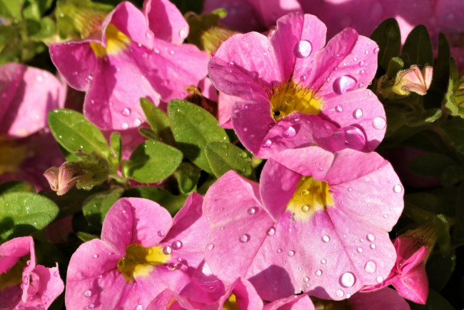 Обои картинки фото цветы, петунии,  калибрахоа, розовая, петуния, макро, капли