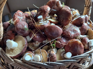 Картинка еда грибы +грибные+блюда маслята