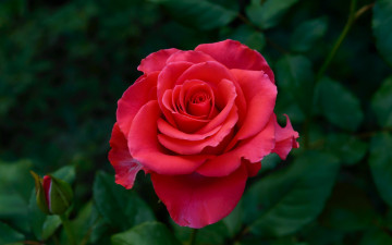 Картинка цветы розы розовая роза макро