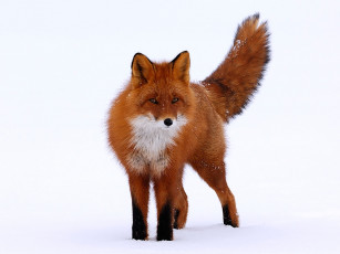 Картинка автор игорь шпиленок животные лисы