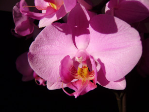 Картинка цветы орхидеи экзотика розовый