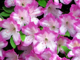 Картинка цветы рододендроны азалии розовый окантовка яркий