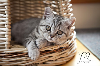 Картинка животные коты корзинка малыш серый котенк