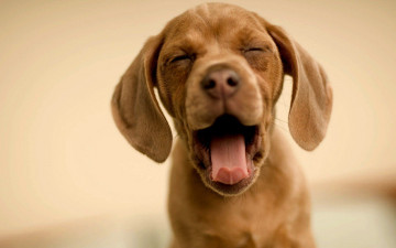 Картинка животные собаки коричневый зевота щенок