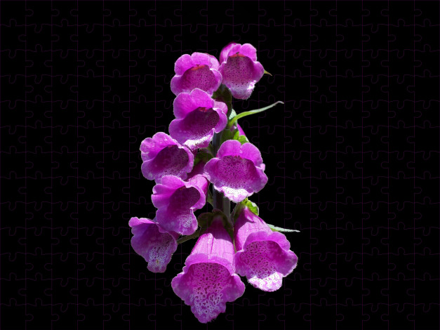 Обои картинки фото цветы, дигиталис, наперстянка