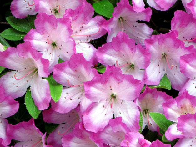 Обои картинки фото цветы, рододендроны, азалии, розовый, окантовка, яркий