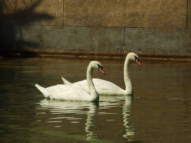 Обои картинки фото животные, лебеди, swan
