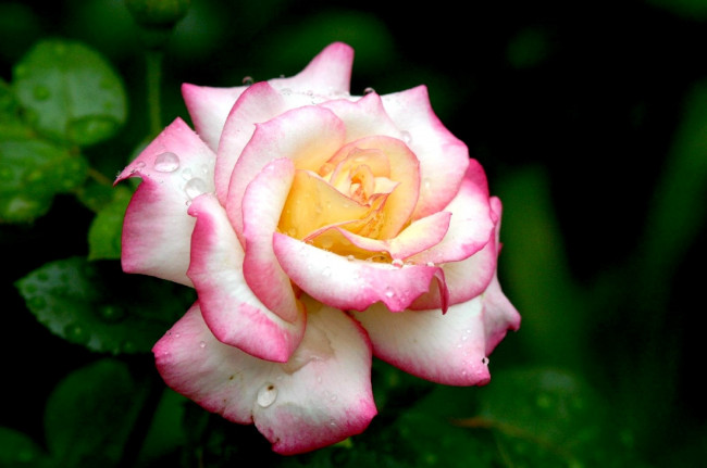 Обои картинки фото цветы, розы, розовый, лепестки, капли