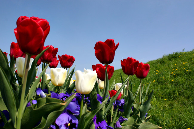 Обои картинки фото цветы, разные, вместе, тюльпаны