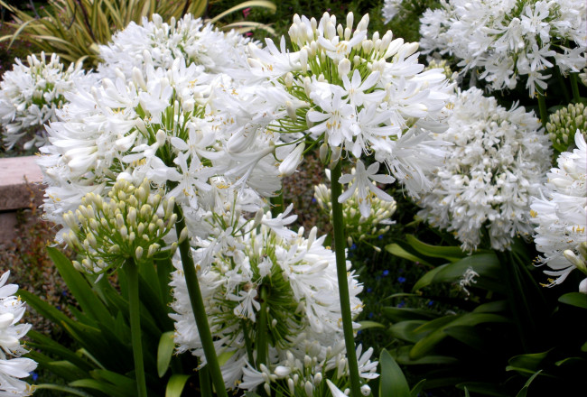 Обои картинки фото цветы, агапантус, африканская, лилия, белый