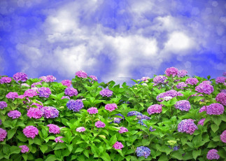 Картинка цветы гортензия кусты