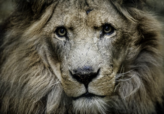 Картинка животные львы царь портрет
