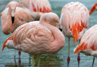 обоя животные, фламинго, снег, розовый