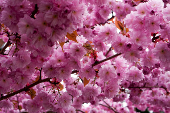 Картинка цветы сакура вишня весна ветки
