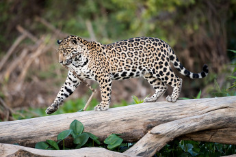 Картинка животные Ягуары бревно кошка