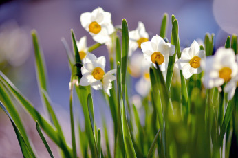 Картинка цветы нарциссы весна белый