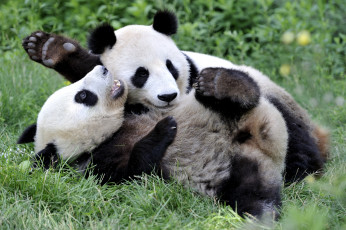 Картинка животные панды игра забавные малыши
