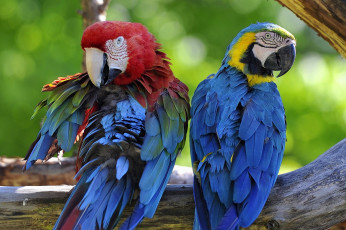 Картинка животные попугаи ара пара перья