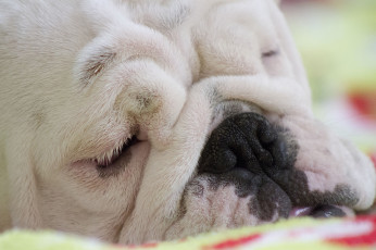 Картинка животные собаки морда английский бульдог сон