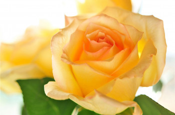 Картинка цветы розы желтый макро