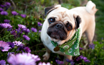 Картинка животные собаки косынка цветы мопс