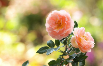 Картинка цветы розы персиковый