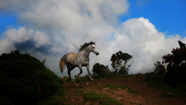 Обои картинки фото животные, лошади, лошадь, облака