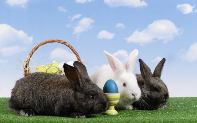 Обои картинки фото животные, кролики, зайцы, облака, яйца, крашенки