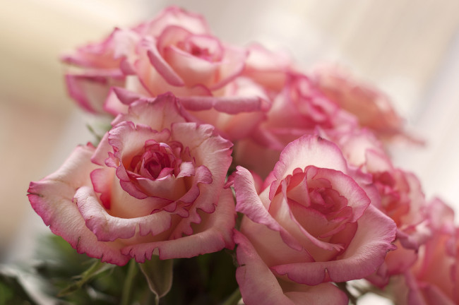 Обои картинки фото цветы, розы, нежность, розовый