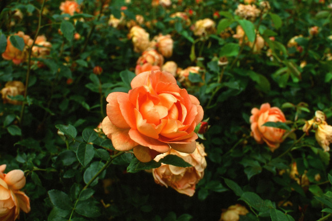 Обои картинки фото цветы, розы, оранжевый