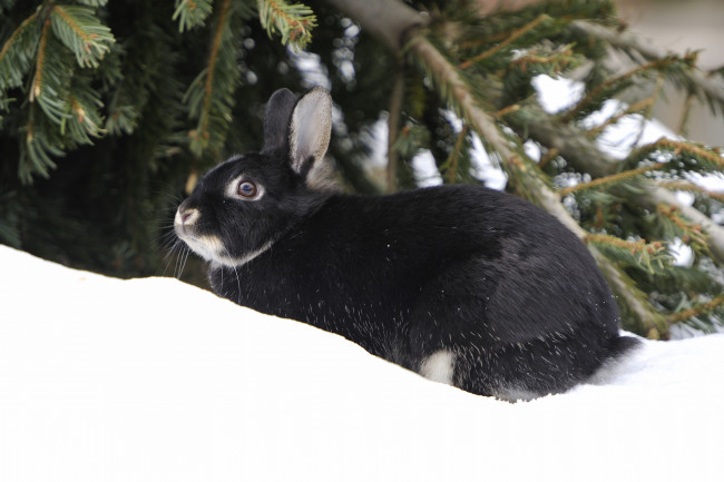 Обои картинки фото животные, кролики, зайцы, уши, снег