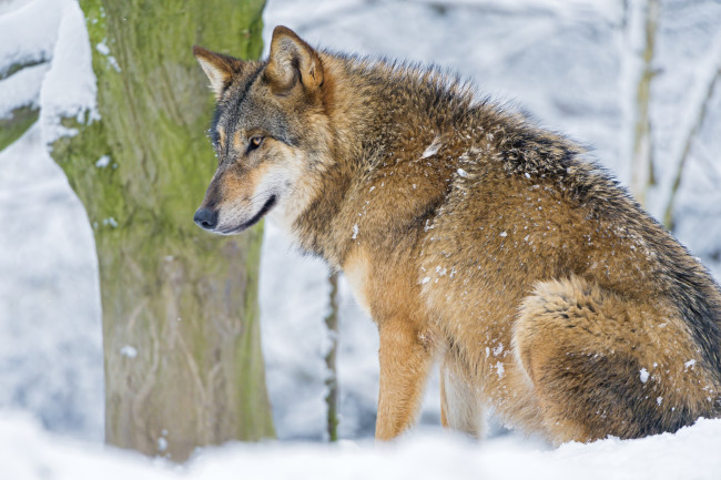 Обои картинки фото животные, волки, наблюдатель, хищник, снег