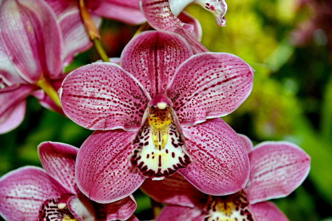Обои картинки фото цветы, орхидеи, розовый, макро