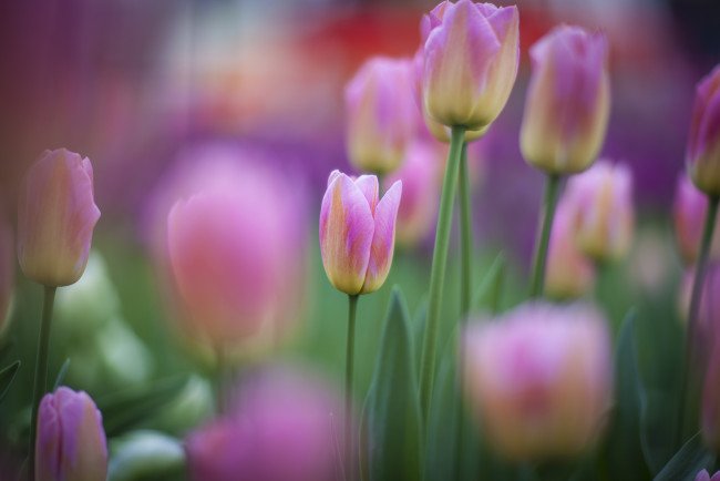 Обои картинки фото цветы, тюльпаны, бутоны