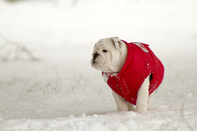 Обои картинки фото животные, собаки, зима, снег, жилет, английский, бульдог