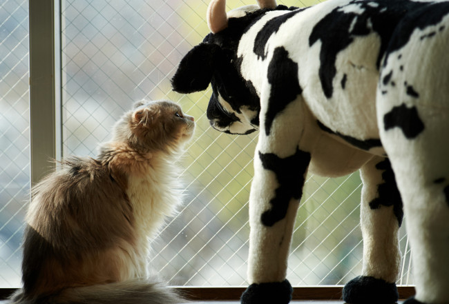 Обои картинки фото животные, коты, кошка, игрушка, окно, корова