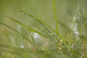 Картинка природа макро травинка блеск роса капли зеленый