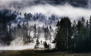 Картинка природа лес поляна деревья туман