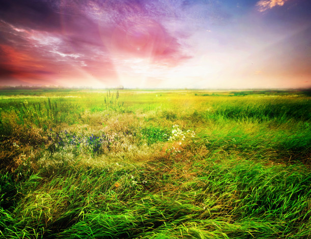 Обои картинки фото природа, поля, небо, трава