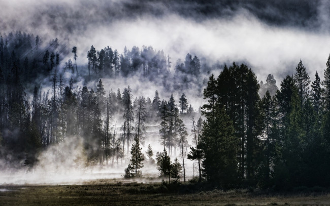 Обои картинки фото природа, лес, поляна, деревья, туман