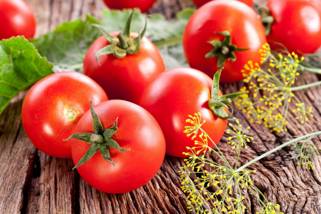 Обои картинки фото еда, помидоры, укроп, томаты