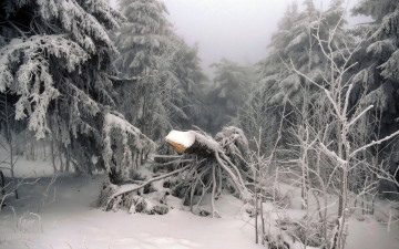 Картинка природа зима дерево снег лес