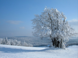 Картинка природа зима деревья снег